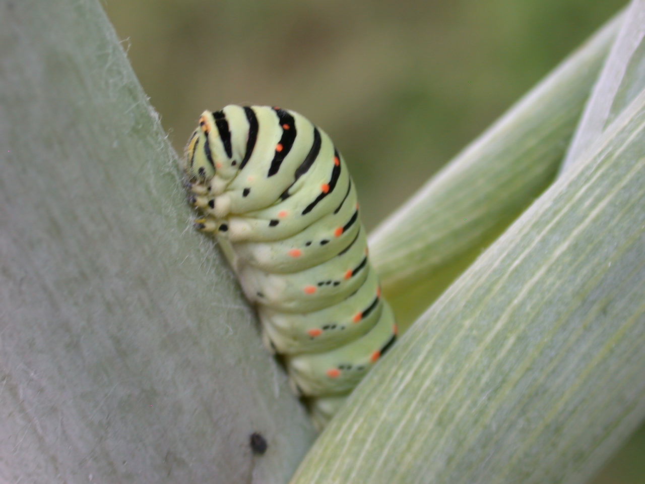 Oggi nell''orto...bruco di Papilio machaon